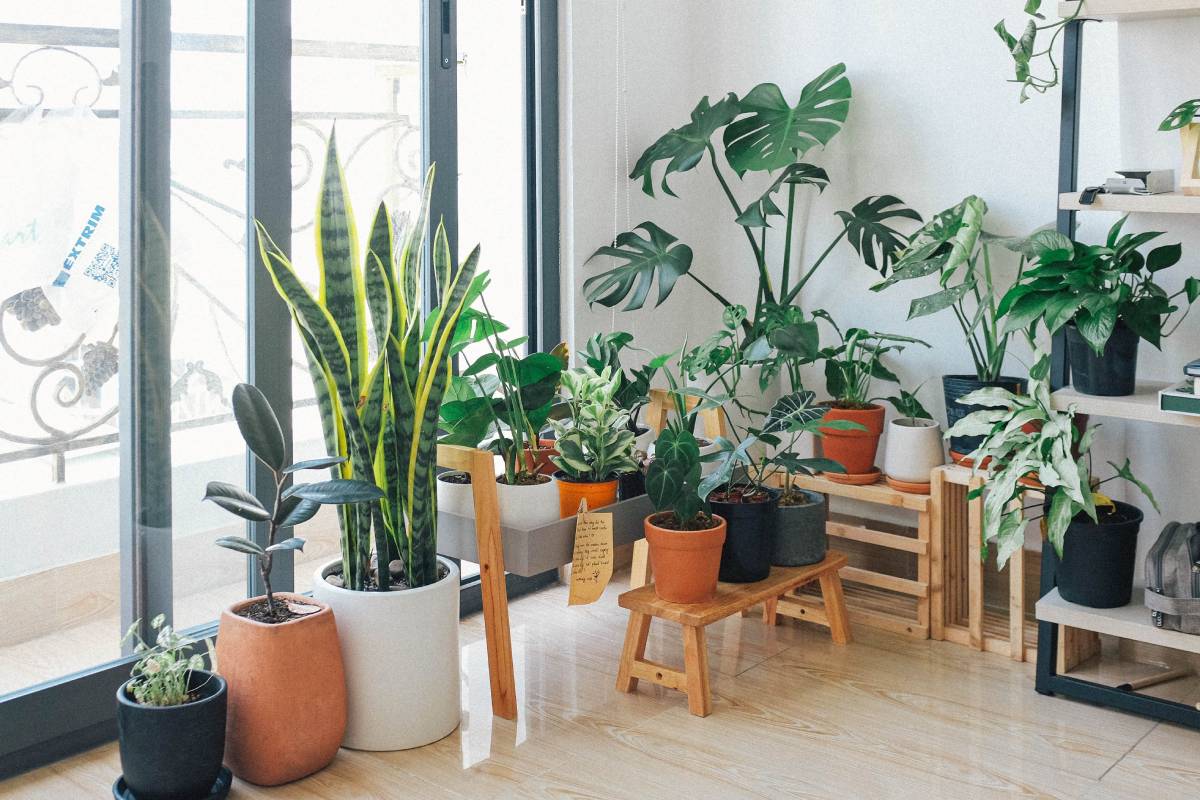  The Benefits of Houseplants and How to Care for Them